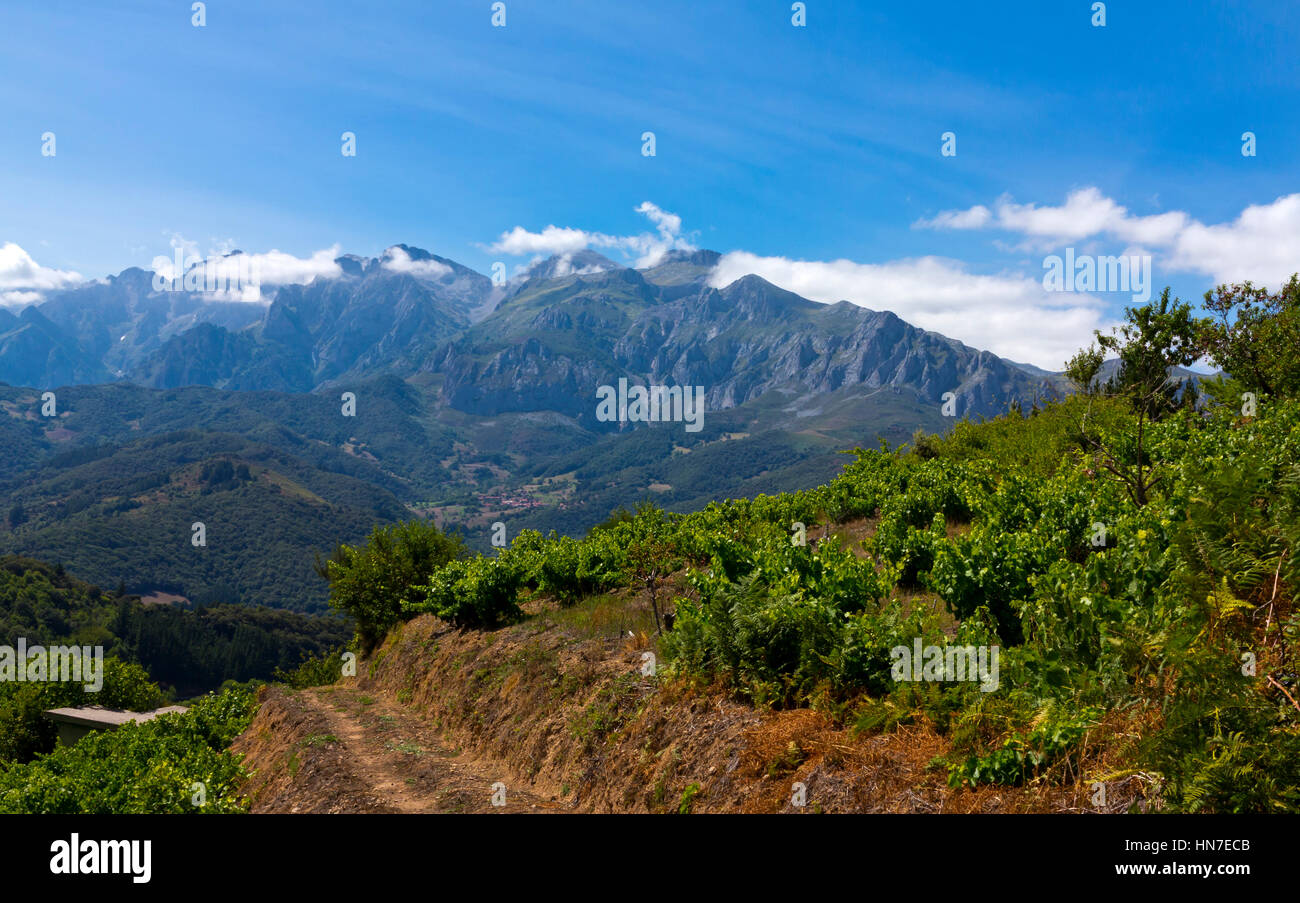 Paesaggio di montagna con vigneto vicino Pumarena nel Parco Nazionale Picos de Europa Cantabria Spagna settentrionale Foto Stock