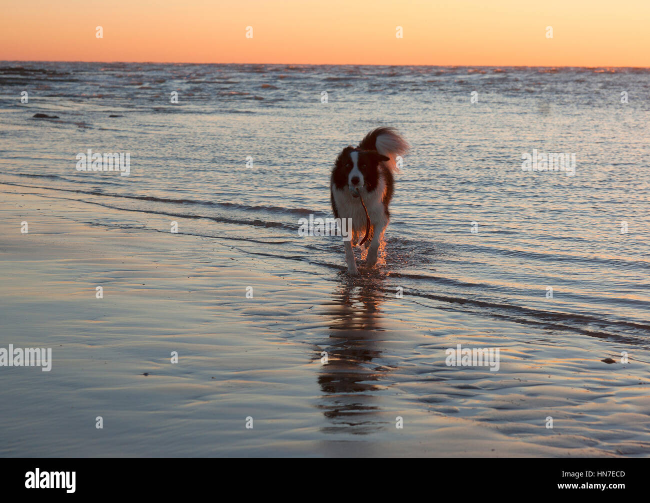 Border Collie cane giocando nel mare di sunrise Foto Stock
