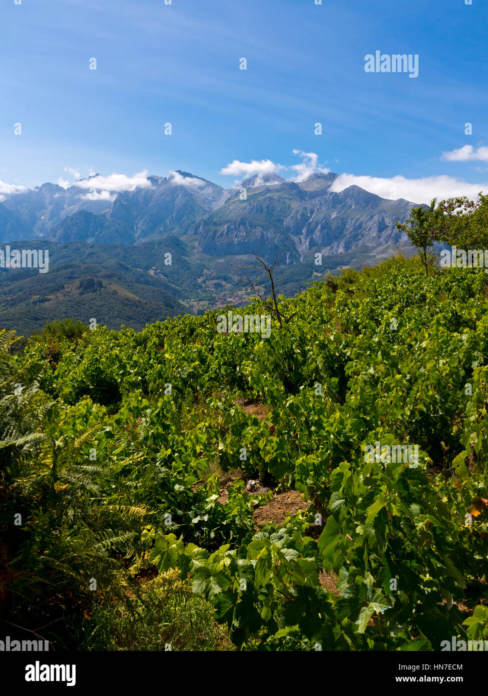 Paesaggio di montagna con vigneto vicino Pumarena nel Parco Nazionale Picos de Europa Cantabria Spagna settentrionale Foto Stock