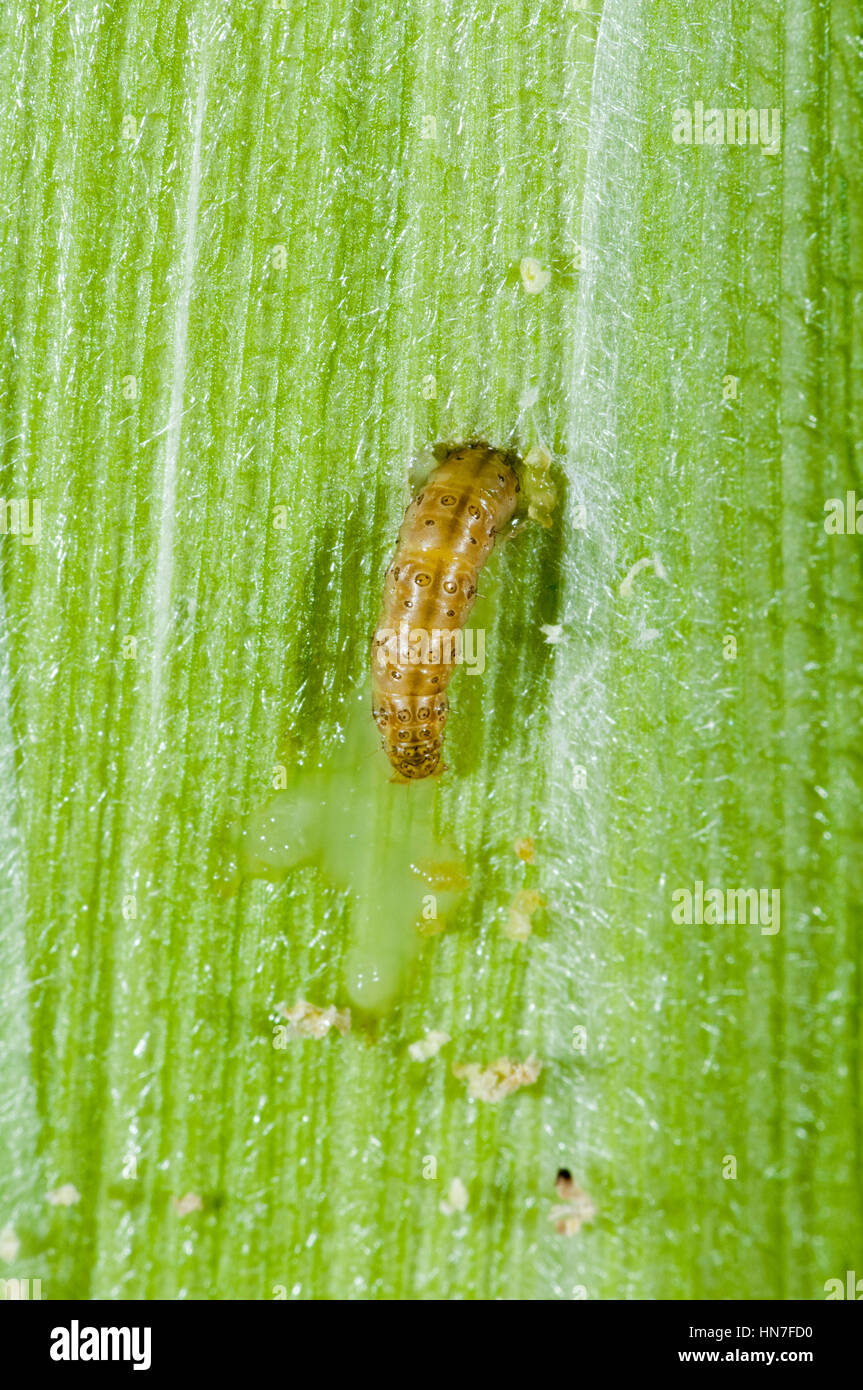 Vadnais Heights, Minnesota. Piralide del mais larva, Ostrinia nubilalis, masticare il suo modo attraverso una pannocchia di mais. Foto Stock