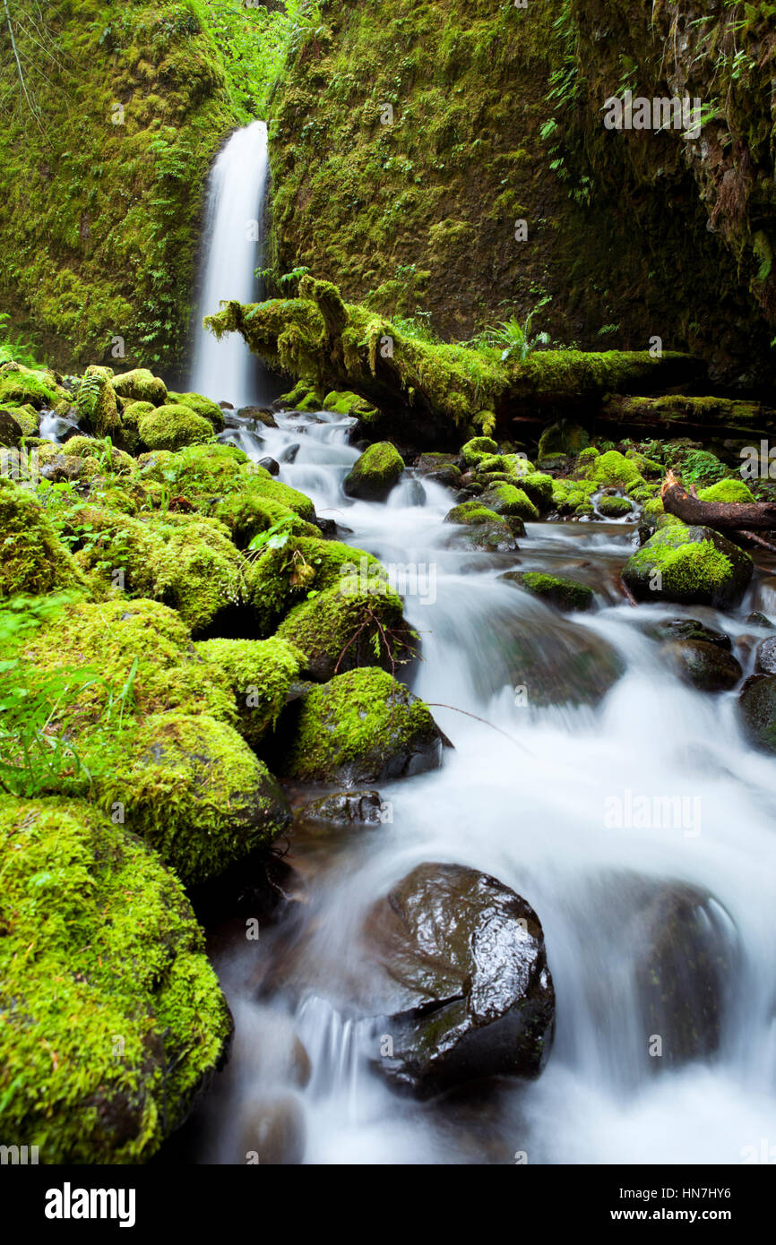 Un disco a raggiungere e cascata remoto nel backcountry del Columbia River Gorge, Oregon, Stati Uniti d'America. Foto Stock