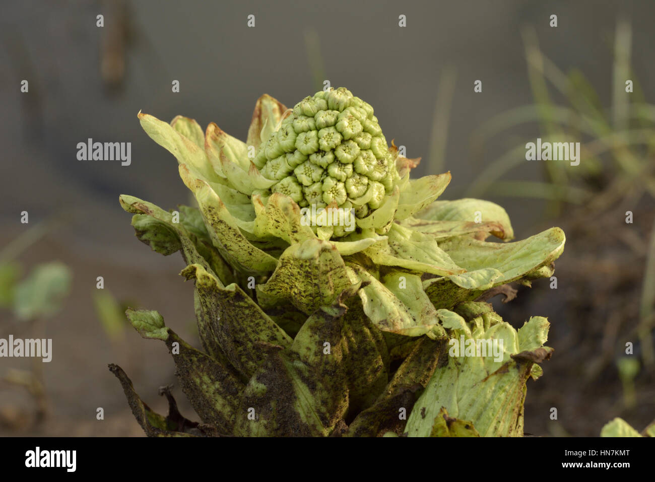 Butterbur gigante, Petasites japonicus Foto Stock