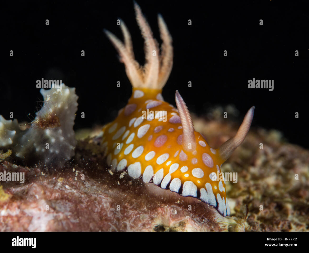 Nudibranch / Mare slug sul retro nero terra Foto Stock