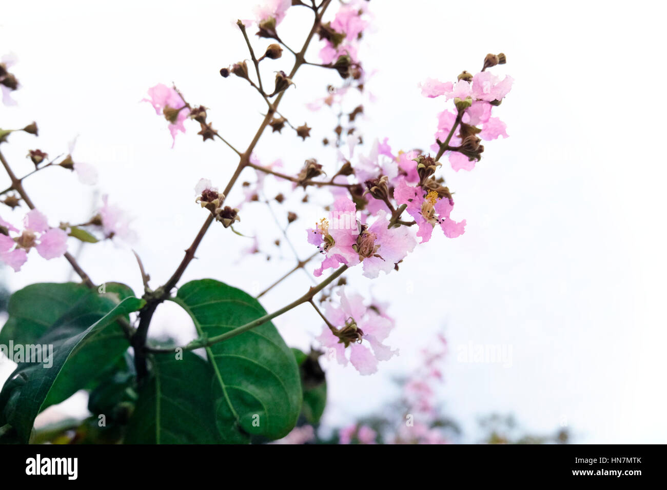 Sakura bellezza natura allegra Blossom Foto Stock