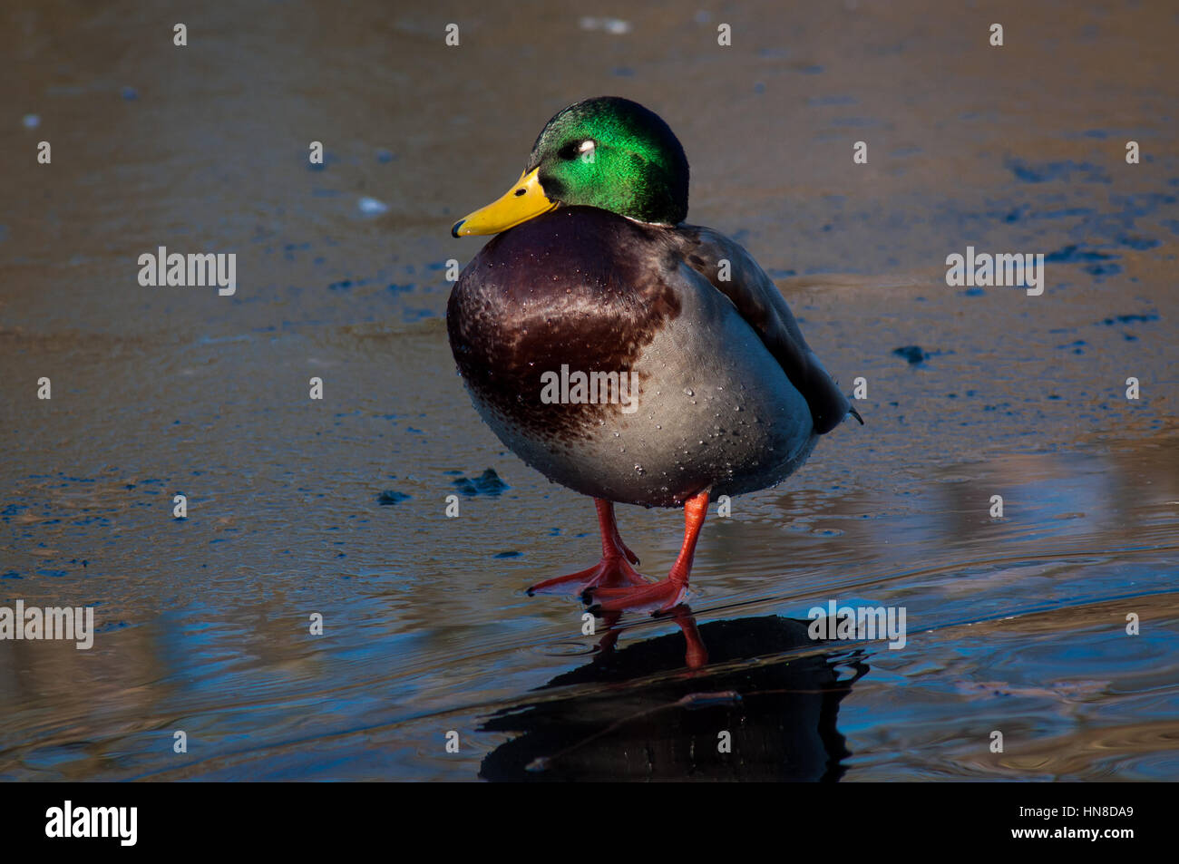 Colorato Mallard Duck in uno stagno a Finsbury Park Foto Stock