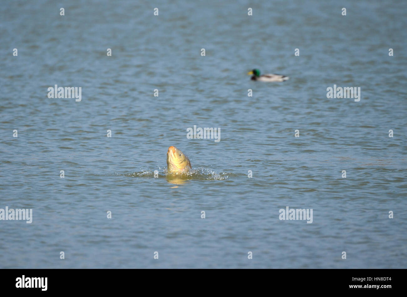 Una carpa salta fuori di acqua in un lago vicino al villaggio di Mazères, a sud ovest della Francia. Foto Stock