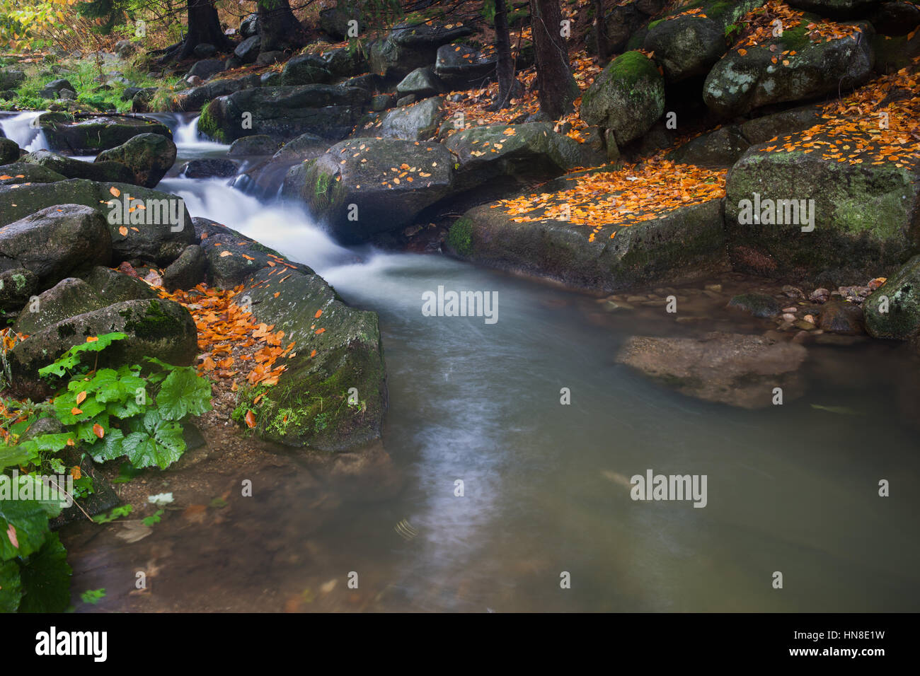 Acqua liscia che scorre nella foresta creek in autunno le montagne, foglie cadute massi su Foto Stock