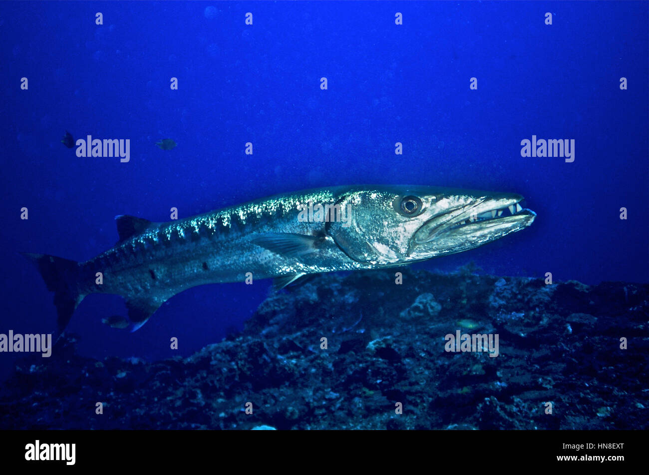 Una solitaria grande barracuda (Sphyraena barracuda), circa 1,2 metri di lunghezza e sufficientemente sicuri di approccio divers. Acque Balinese, Indonesia. Foto Stock