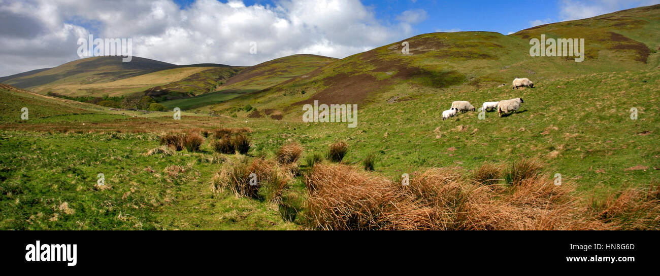 Blackseat Hill, Scotti Hill, il Cheviot Hills, parco nazionale di Northumberland, Northumbria County, England, Regno Unito Foto Stock