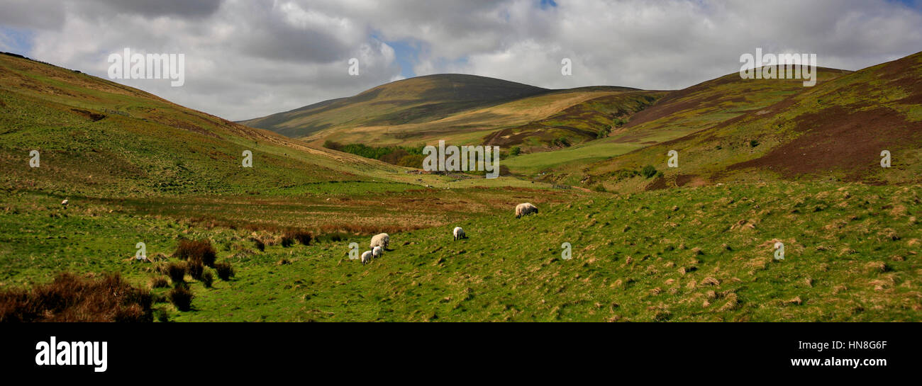 Blackseat Hill, Scotti Hill, il Cheviot Hills, parco nazionale di Northumberland, Northumbria County, England, Regno Unito Foto Stock
