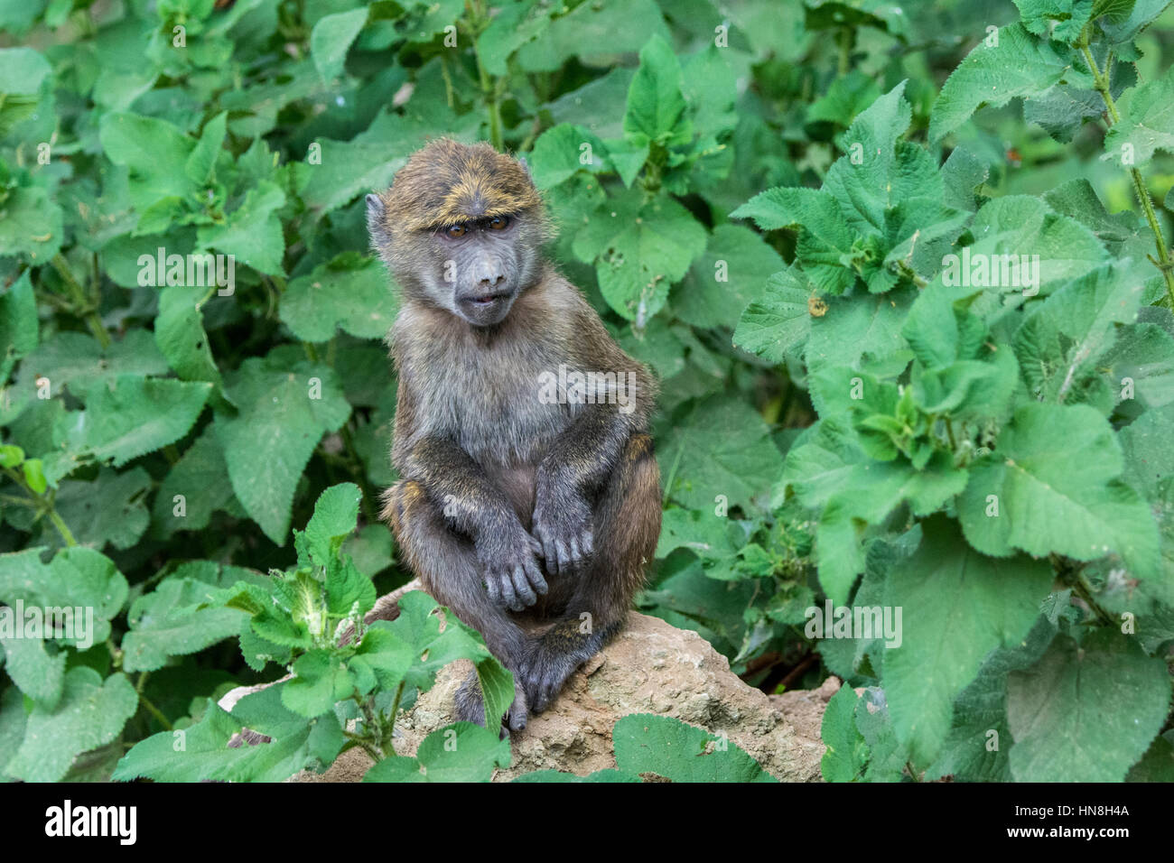 Carino baby babbuino Oliva, papio anubis, seduti, vista anteriore verticale, Nakuru National Park, Kenya, Africa orientale. Bambino selvaggio babbuino. Foto Stock