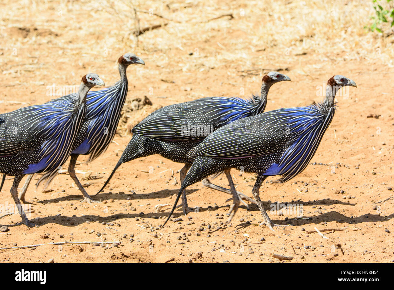 Gruppo di faraone Vulturine, Acrylllium vulturinum, Bufalo Springs Game Reserve, Samburu, Kenya, Africa. Gregge di Vulturine faraona. Foto Stock