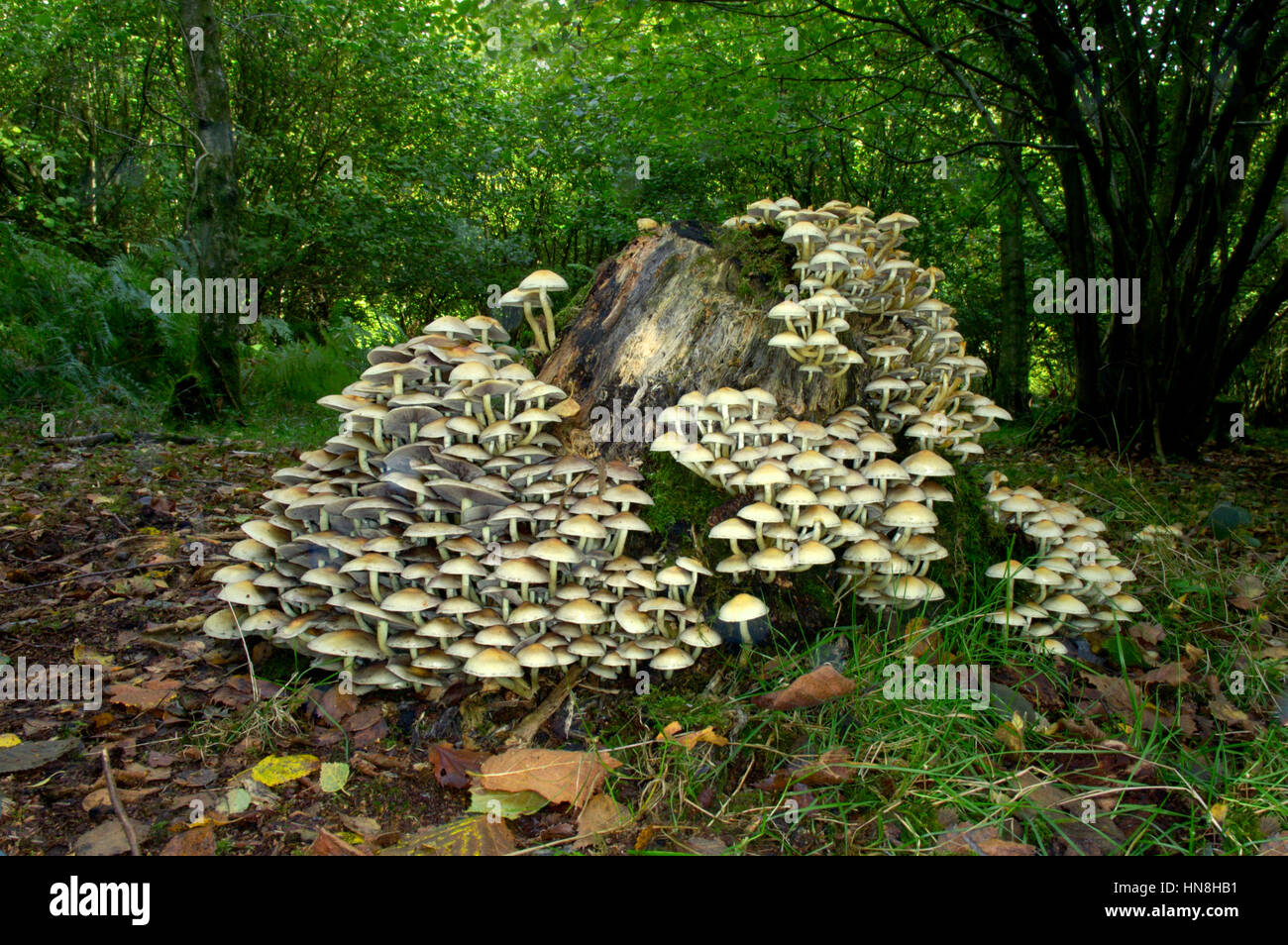 Ciuffo di zolfo - Hypholoma fasciculare Foto Stock