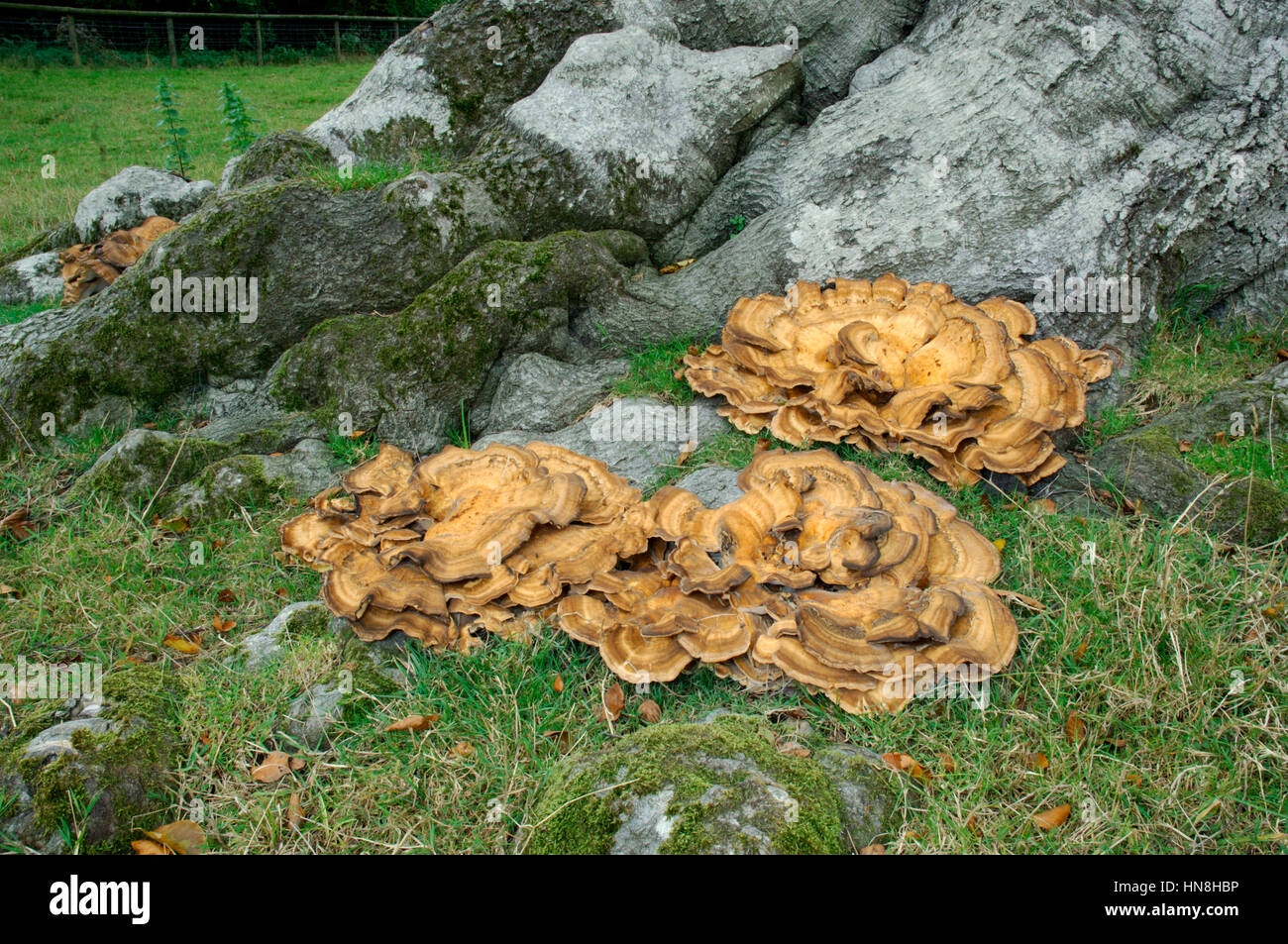 Polypore gigante - Meripilus giganteus Foto Stock