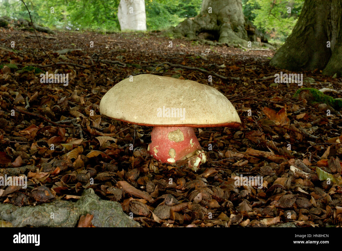 Satana - Bolete Boletus satanus Foto Stock