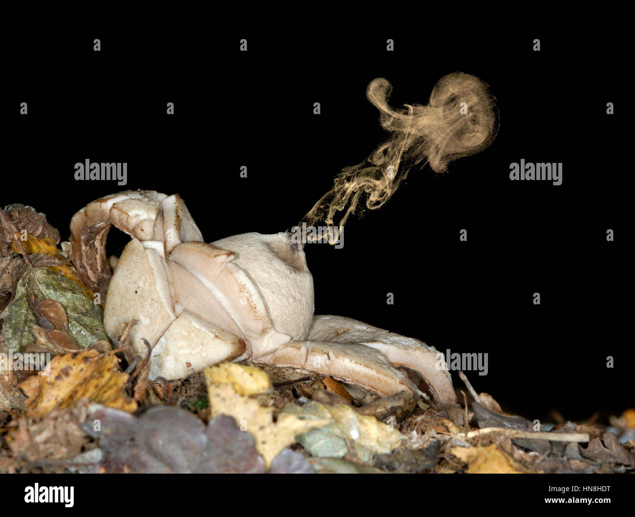 Earthstar collare - Geastrum triplex Foto Stock