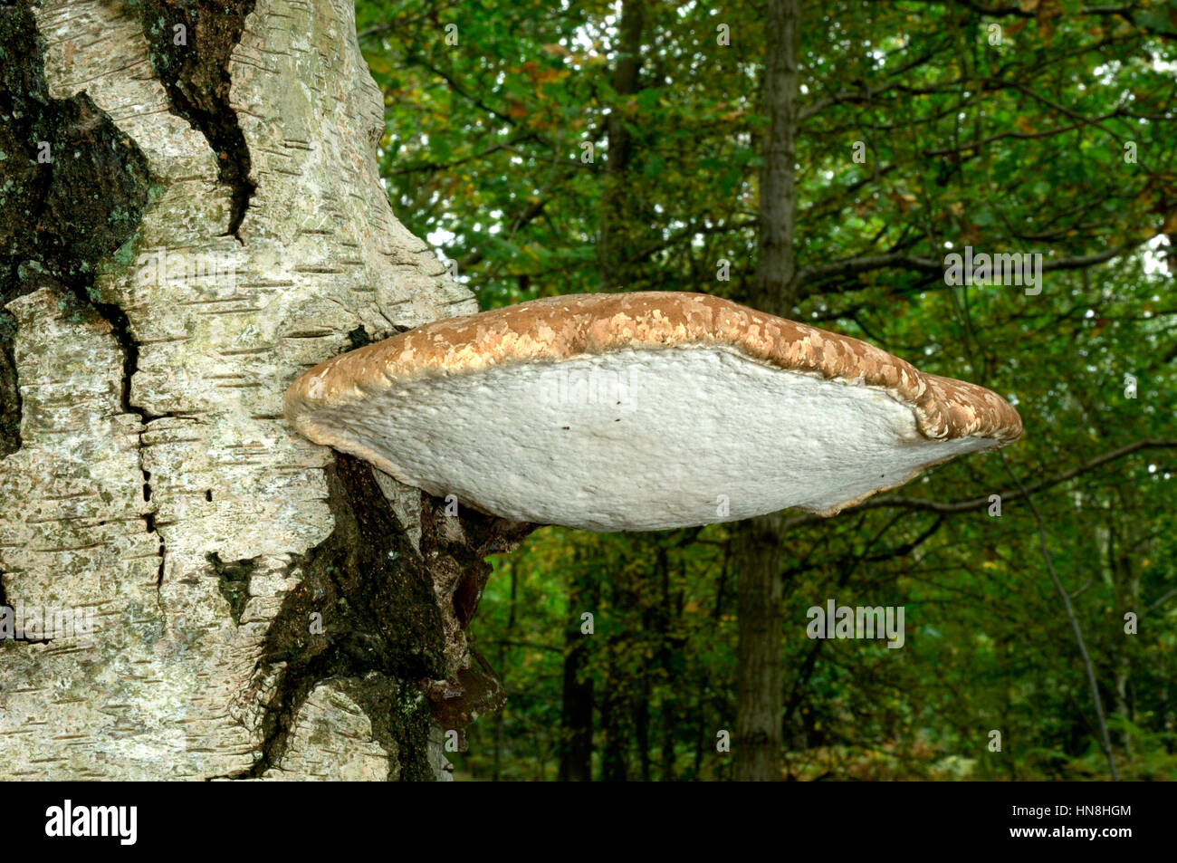 Birch Polypore o Razorstrop fungo - Piptoporus betulinus Foto Stock