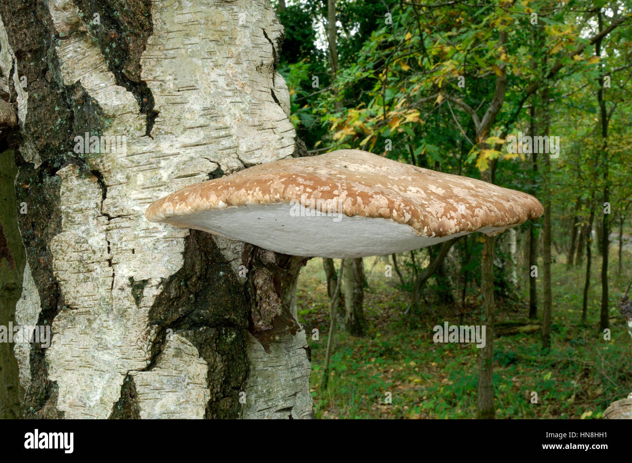 Birch Polypore o Razorstrop fungo - Piptoporus betulinus Foto Stock