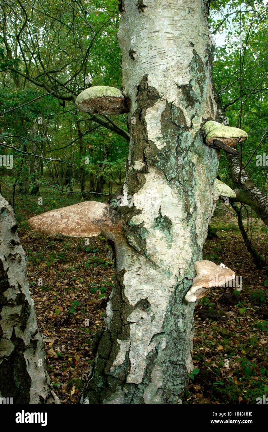 Birch Polypore o Razorstrop fungo - Piptoporus betulinus Foto Stock