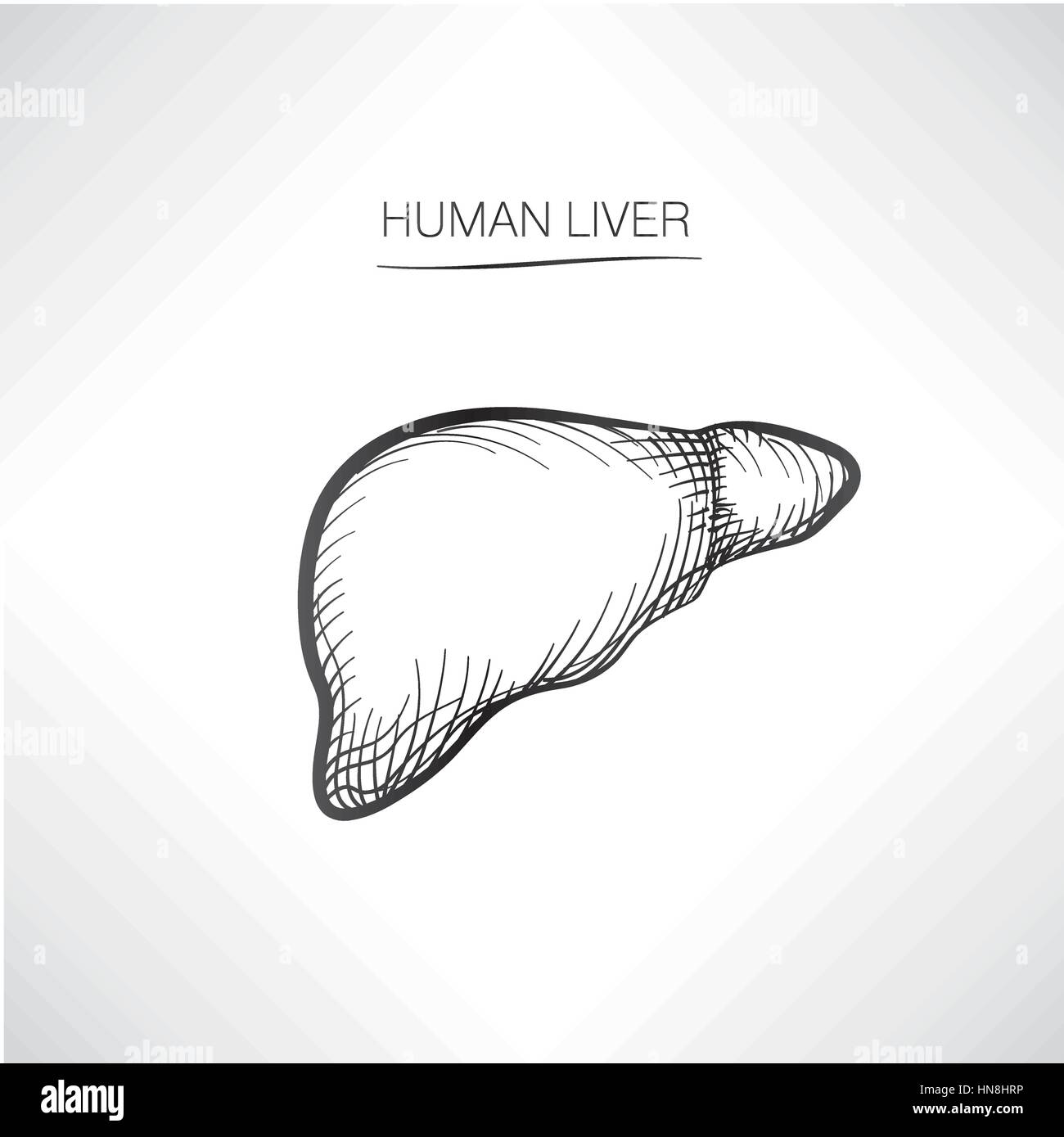 Il fegato umano iolated. organo interno icone schizzo Illustrazione Vettoriale