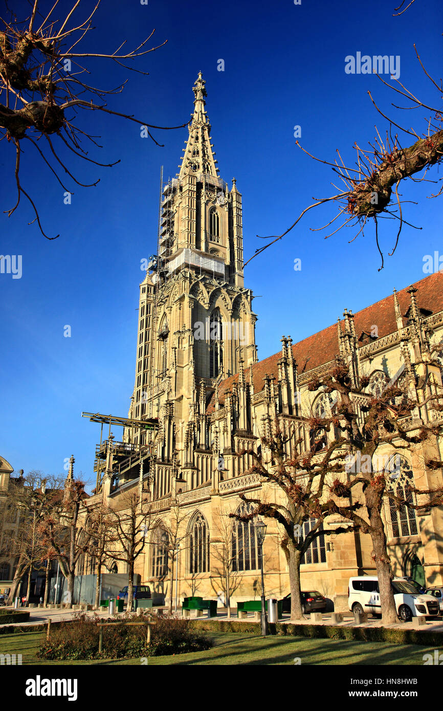 La torre campanaria del Münster (cattedrale), nel centro storico (Altstadt) di Berna, Svizzera. Foto Stock