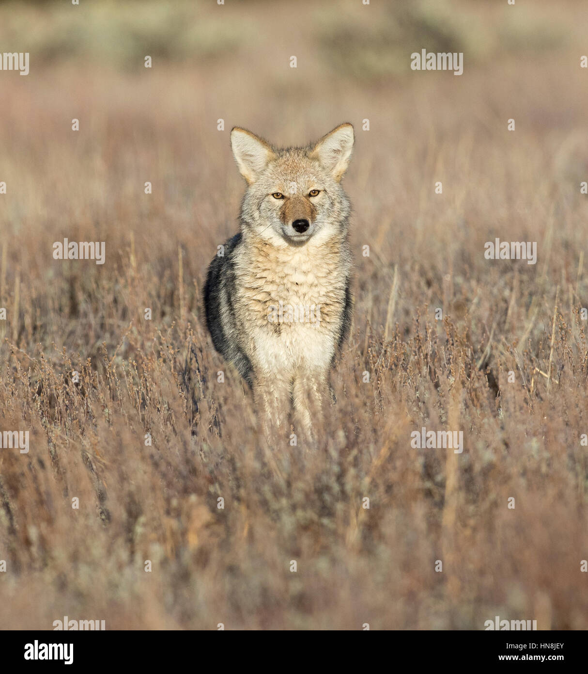 Coyote cercando direttamente al visualizzatore di sagebrush ed erba Foto Stock