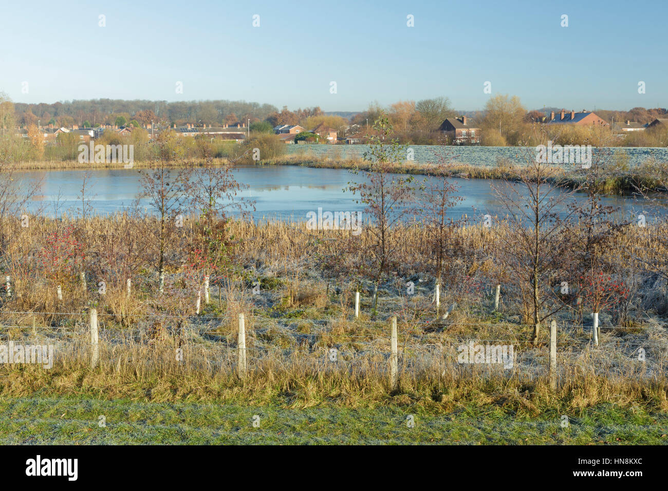 Vista del recinto di filo e di giovani alberi che crescono a bordo del parzialmente congelato stagno all alloggiamento vicino station wagon, Allerton Bywater, Inghilterra, Novembre Foto Stock