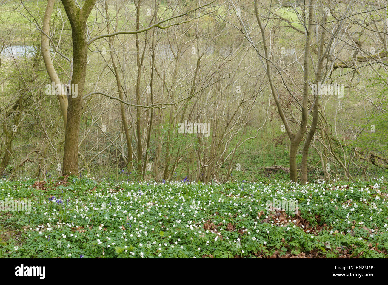 Comune (Bluebell Hyacinthoides non scripta) e legno (Anemone Anemone nemorosa ,), crescendo nel nocciolo di bosco ceduo, West Yorkshire, Inghilterra, Aprile Foto Stock