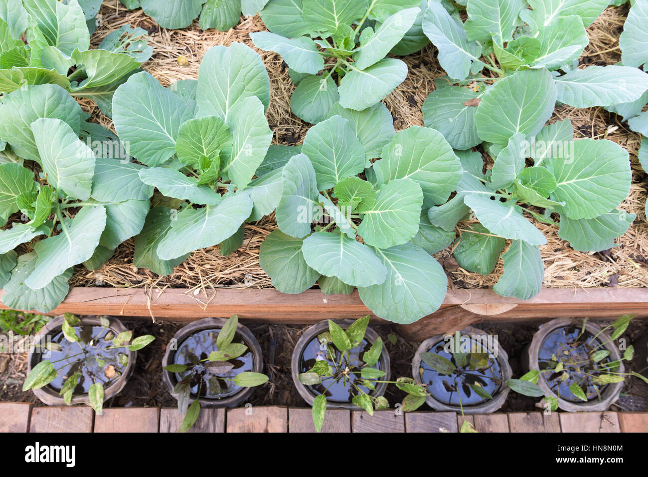 Impianto di broccoli cinesi o cavolo o Gai Lan Foto Stock