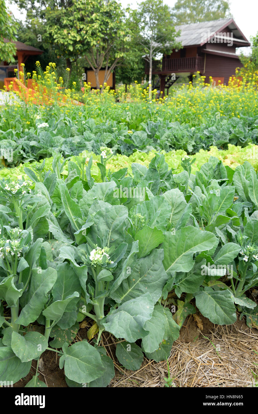 Broccoli cinesi o Kale in fattoria Foto Stock