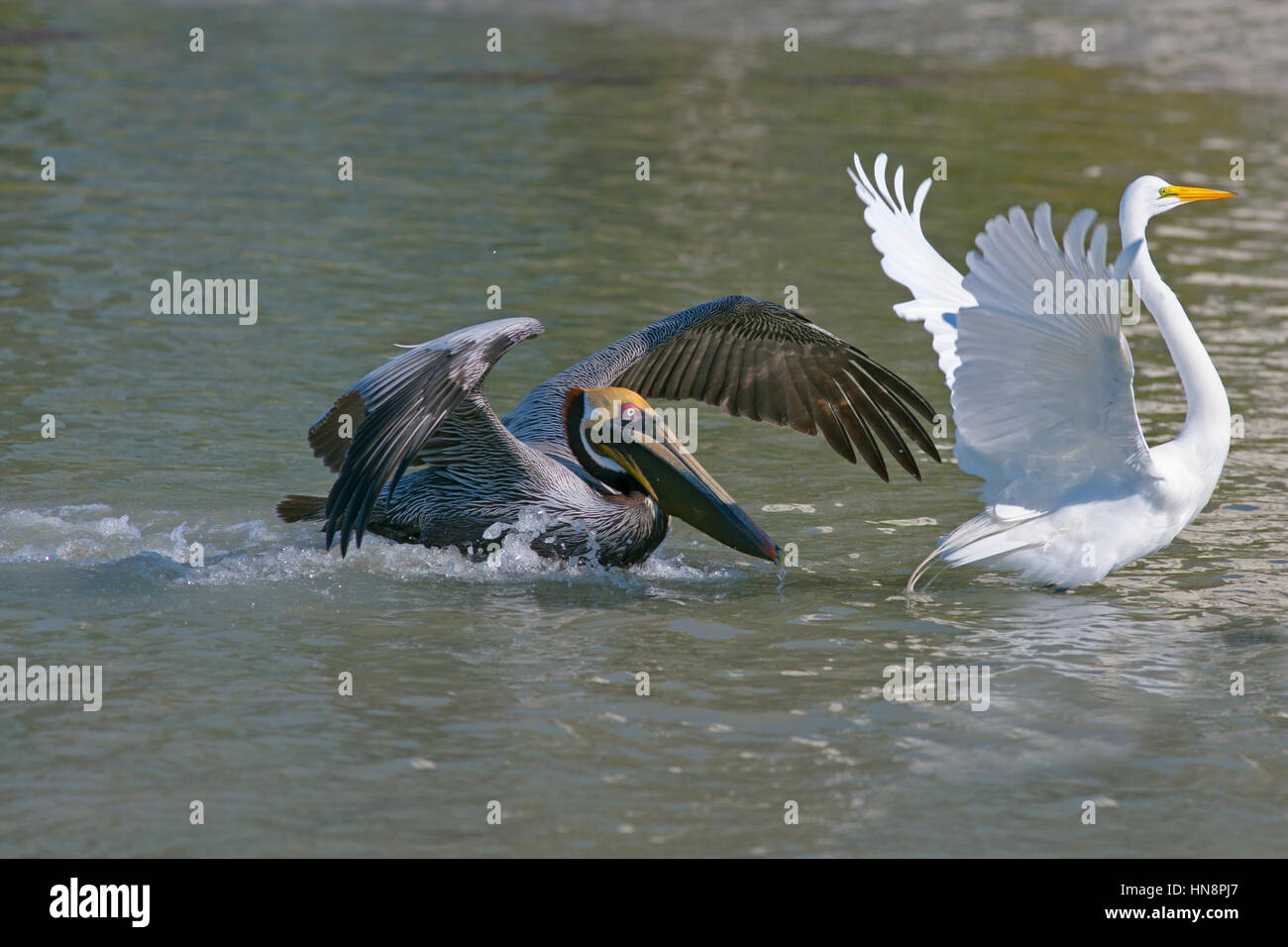 Brown Pelican Pelecanus occidentalis in volo costa del Golfo della Florida USA Foto Stock