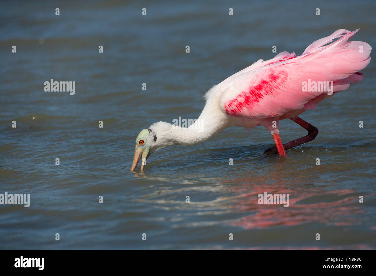 Roseate Spoonbill Ajaia ajaja alimentando in laguna sulla costa del Golfo della Florida USA Foto Stock
