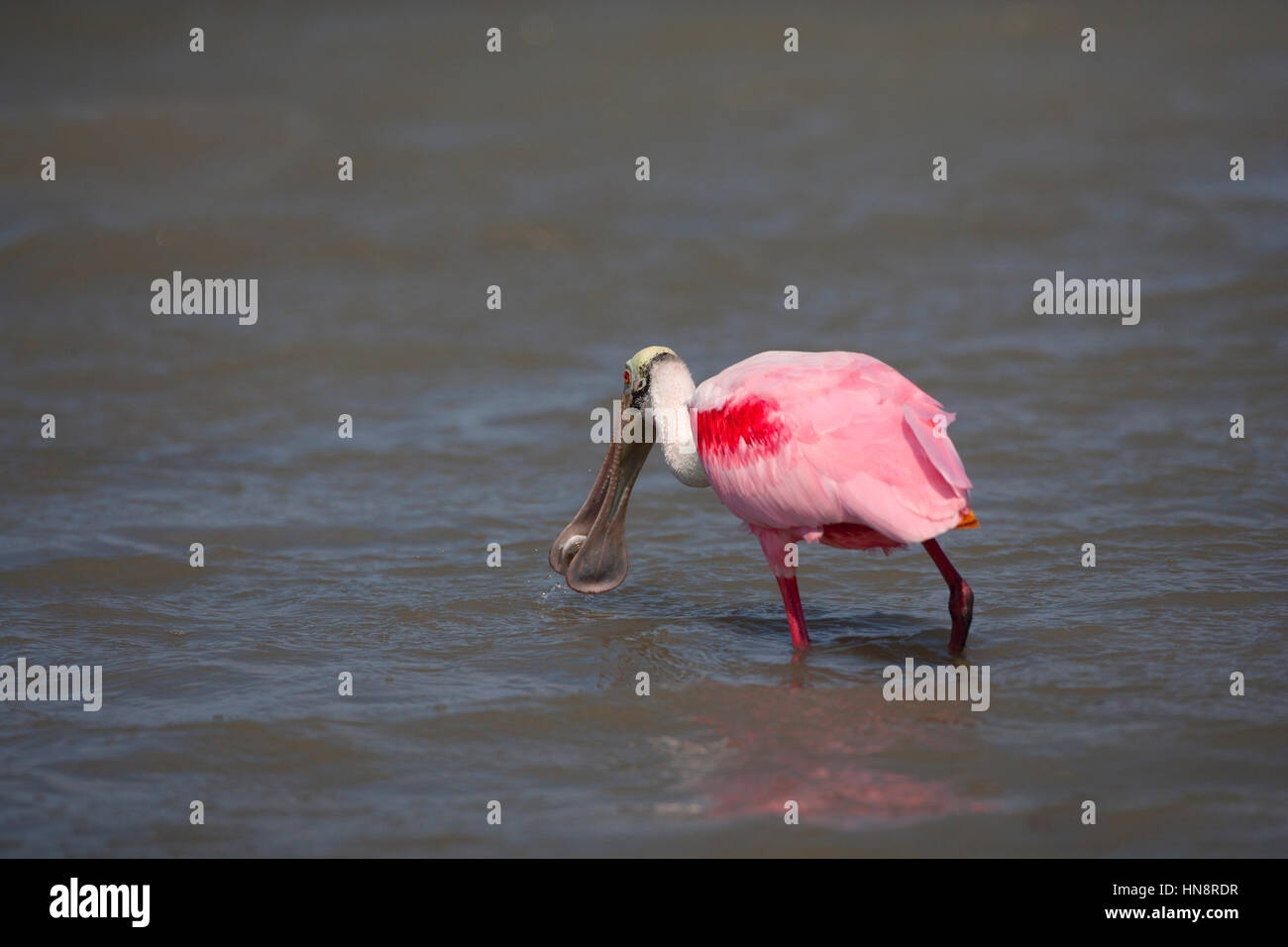 Roseate Spoonbill Ajaia ajaja alimentando in laguna sulla costa del Golfo della Florida USA Foto Stock