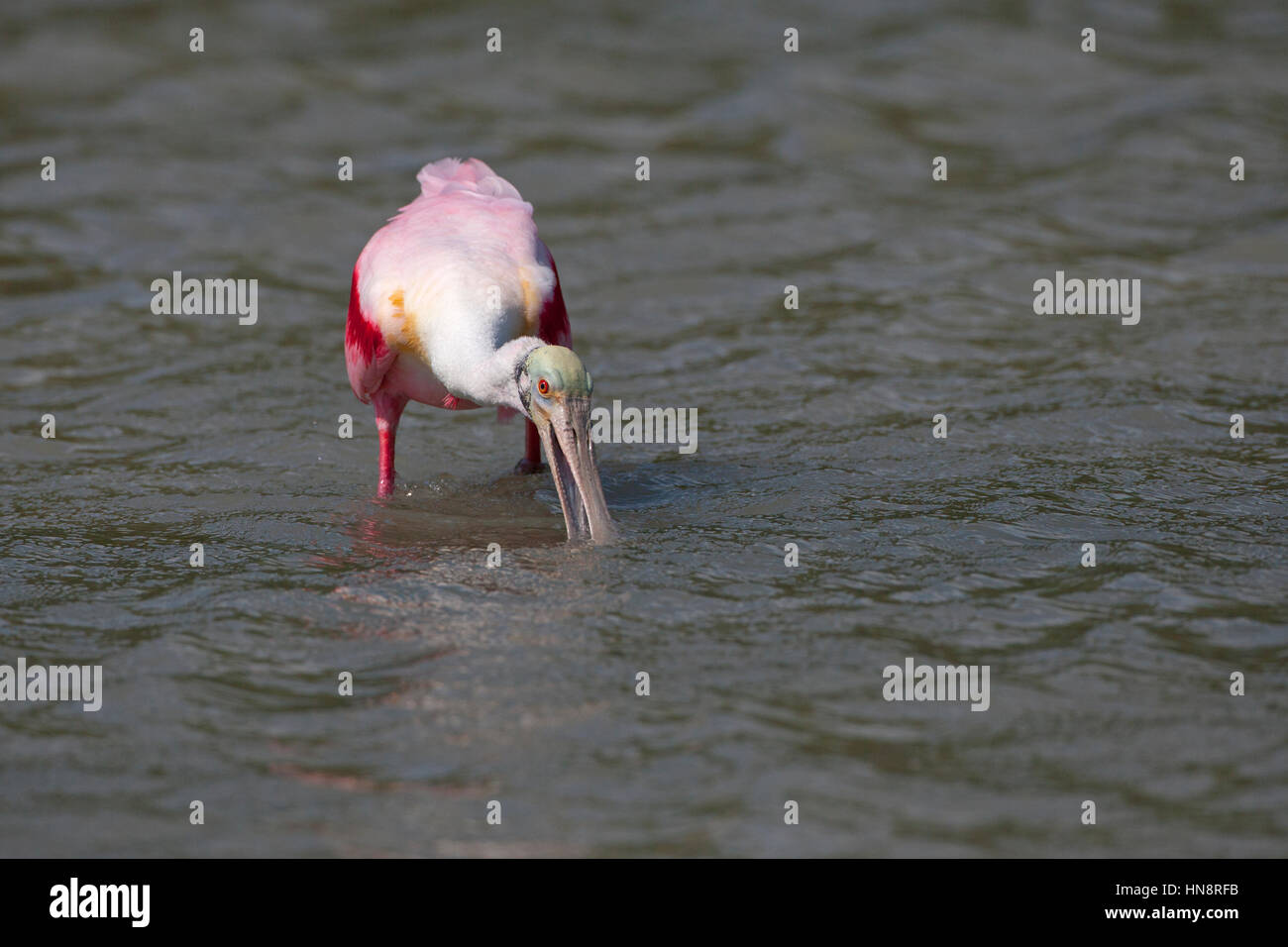 Roseate Spoonbill Ajaia ajaja alimentando in laguna sulla costa del Golfo della Florida USA Foto Stock