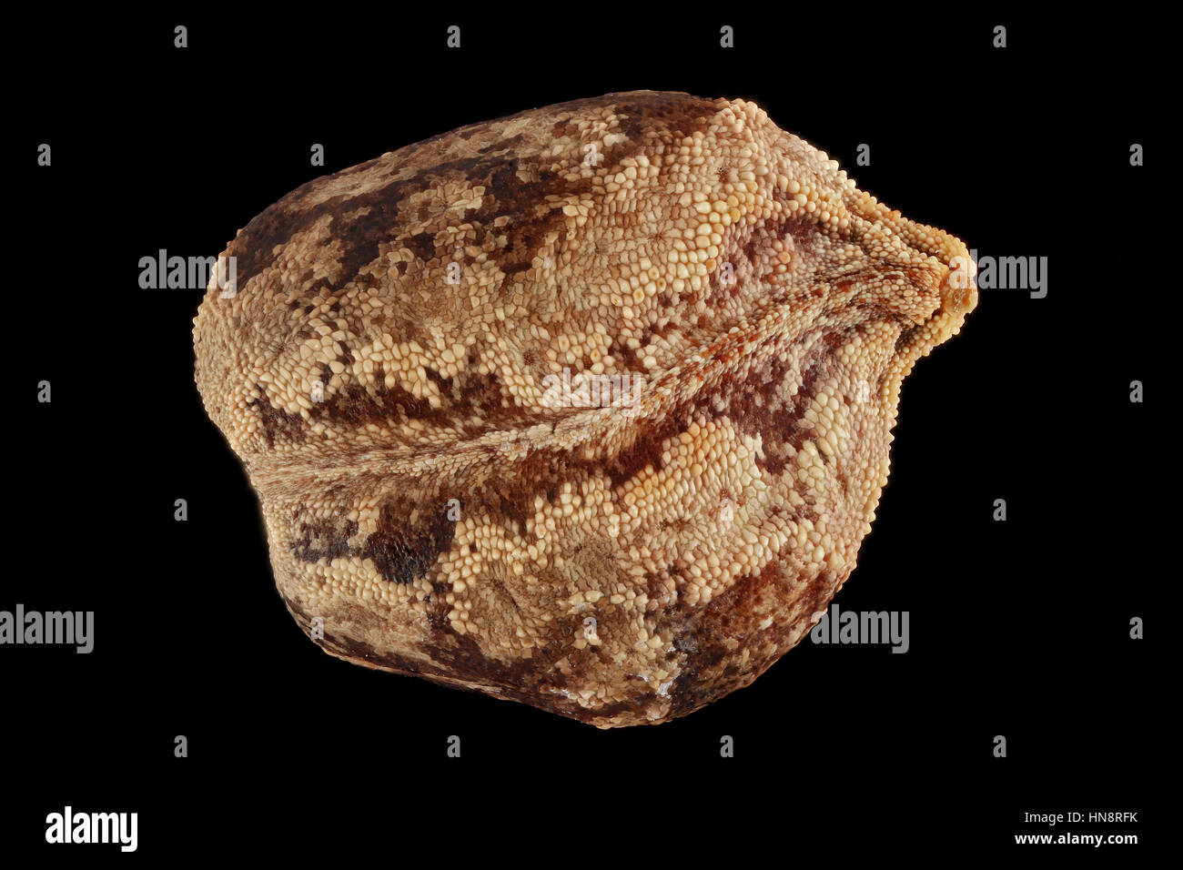 Impatiens glandulifera, balsamo Himalayana, Drüsiges Springkraut, sementi, vicino, la dimensione della granella 4-5 mm Foto Stock