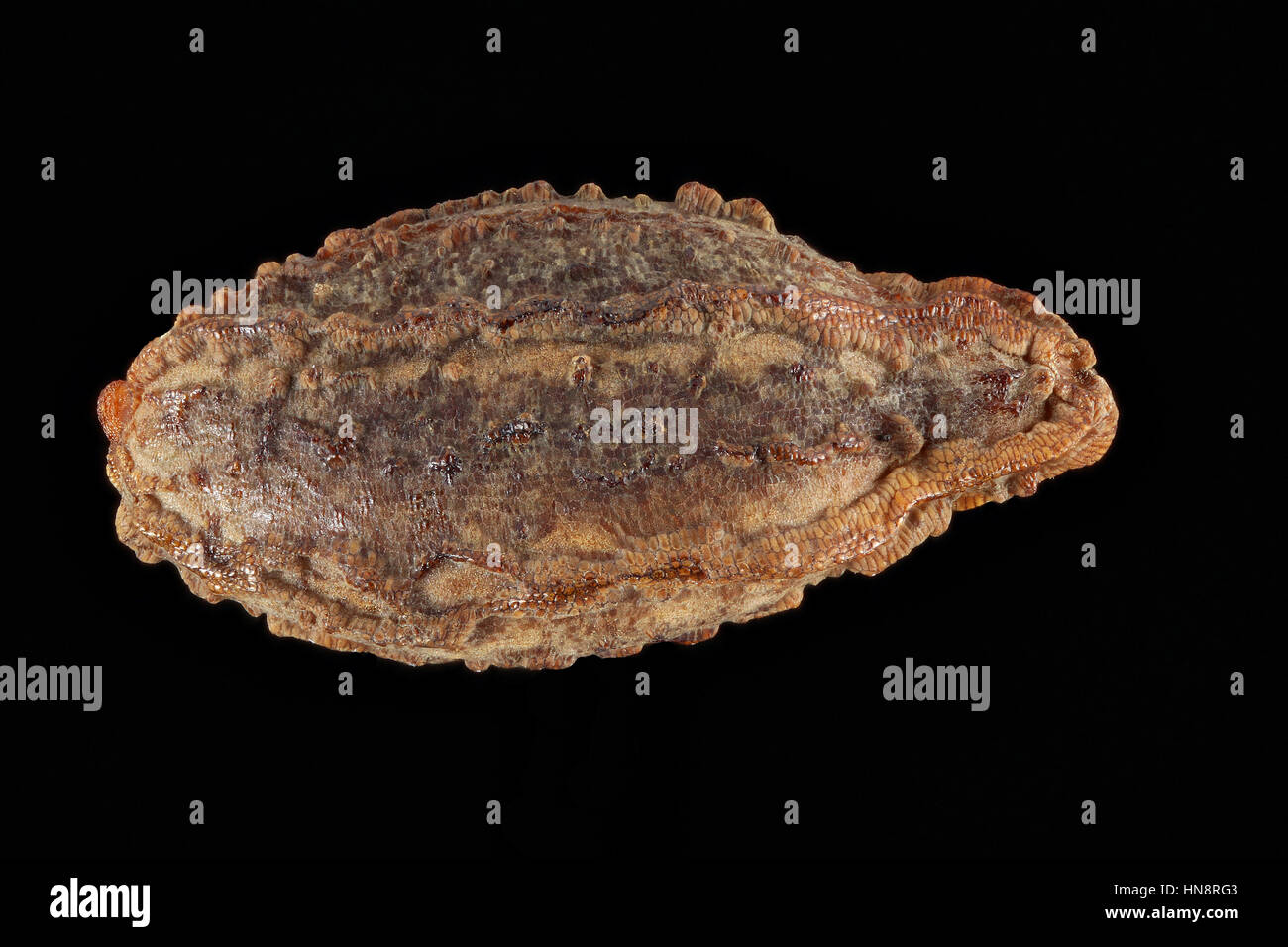 Impatiens noli-tangere, touch-me-non balsamo, Grosses Springkraut, sementi, vicino, la dimensione della granella 4-5 mm Foto Stock