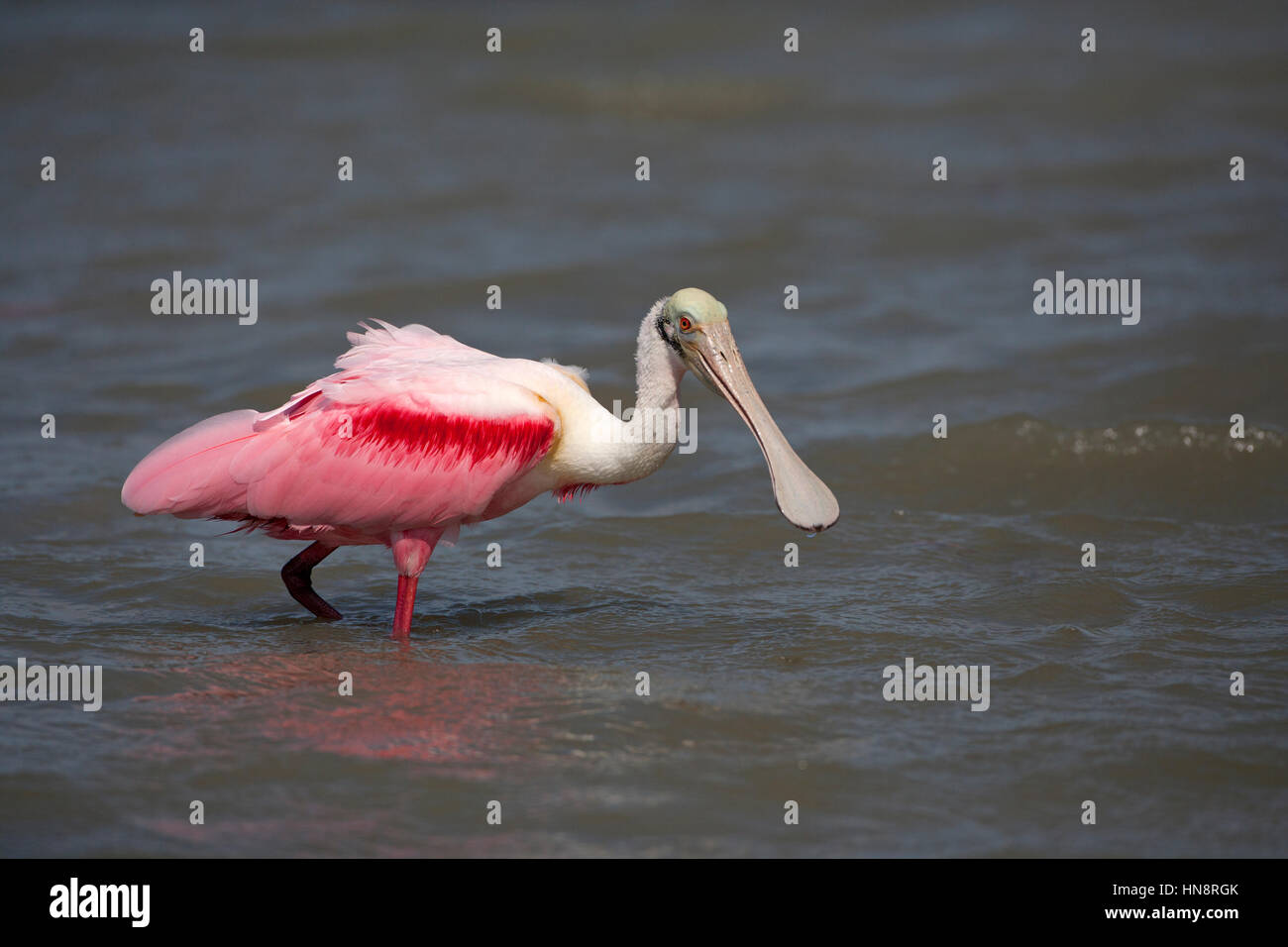 Roseate Spoonbill Ajaia ajaja alimentando in laguna sulla costa del Golfo della Florida USA Foto Stock