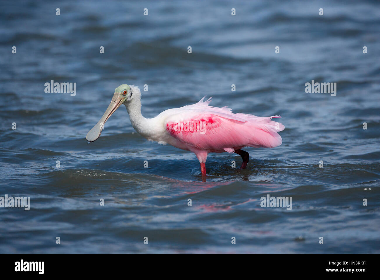 Roseate Spoonbill Ajaia ajaja alimentando in laguna sulla costa del Golfo della Florida USA Foto Stock