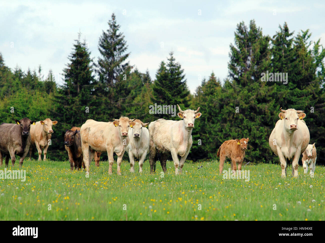 Una mandria di vacche che pascolano sulla lussureggiante verde prato con vitello Foto Stock