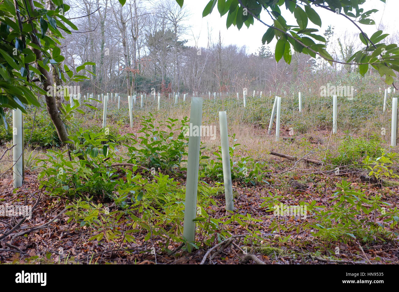 Protezioni albero/di protezione in un bosco in Cornovaglia Foto Stock