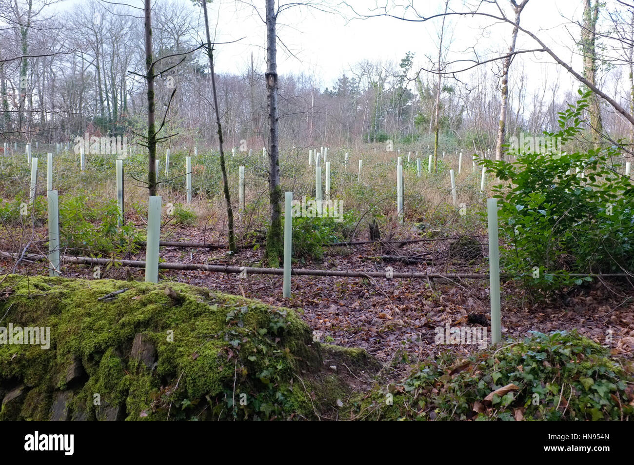 Protezioni albero/di protezione in un bosco in Cornovaglia Foto Stock