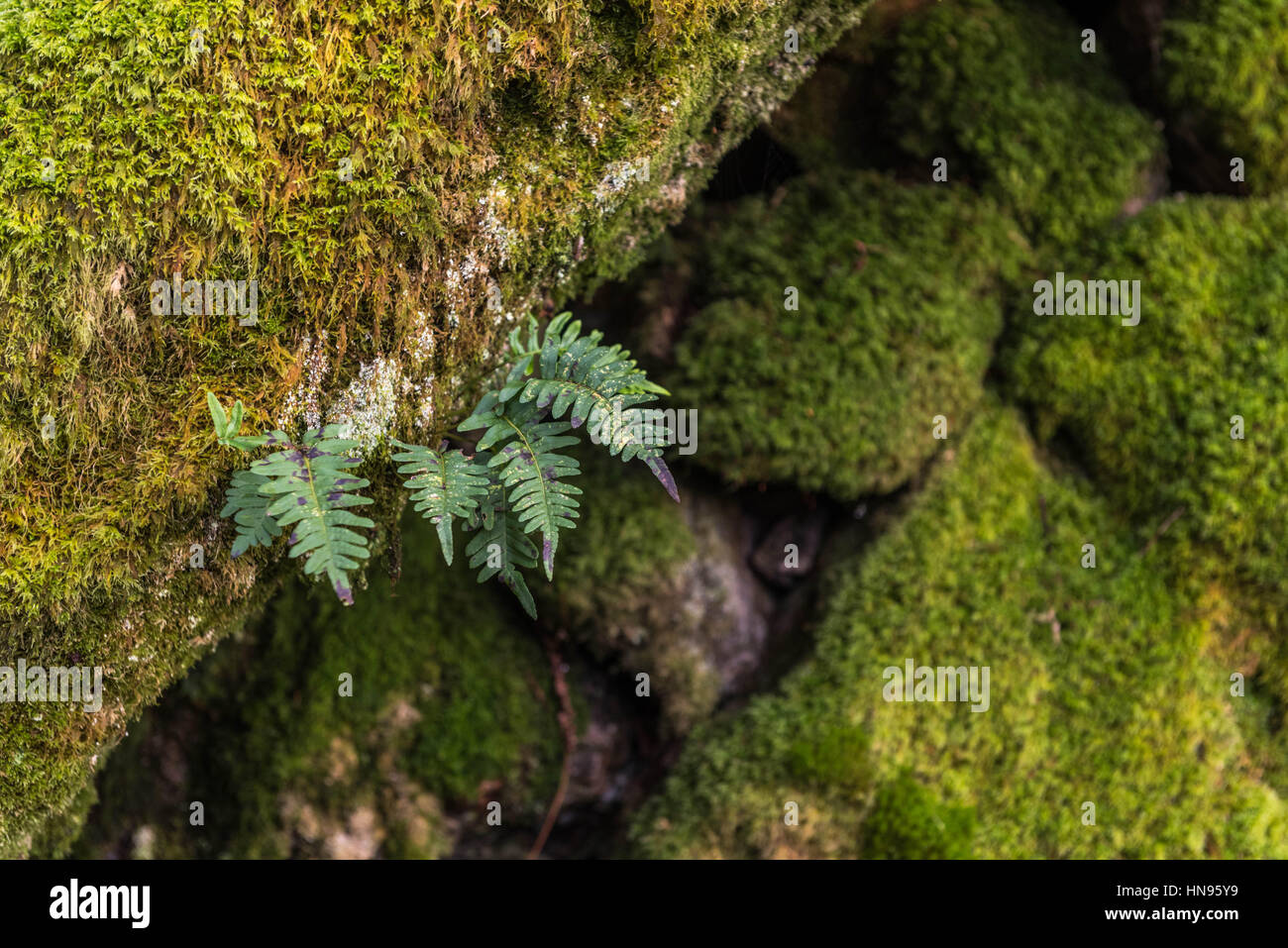 Muschi e felci sulla Pietra a secco delle pareti e degli alberi Foto Stock