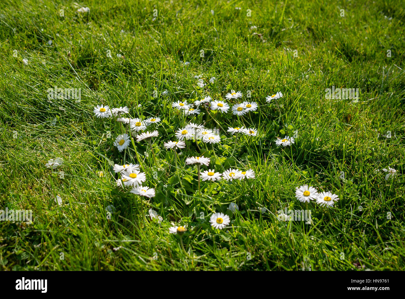 Margherite selvatiche che crescono in un prato di erba Foto Stock