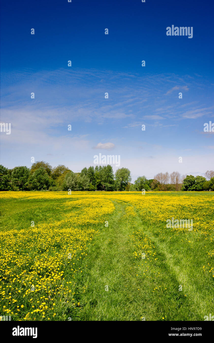 Un ranuncolo riempito di prato nel Wiltshire in primavera, REGNO UNITO Foto Stock