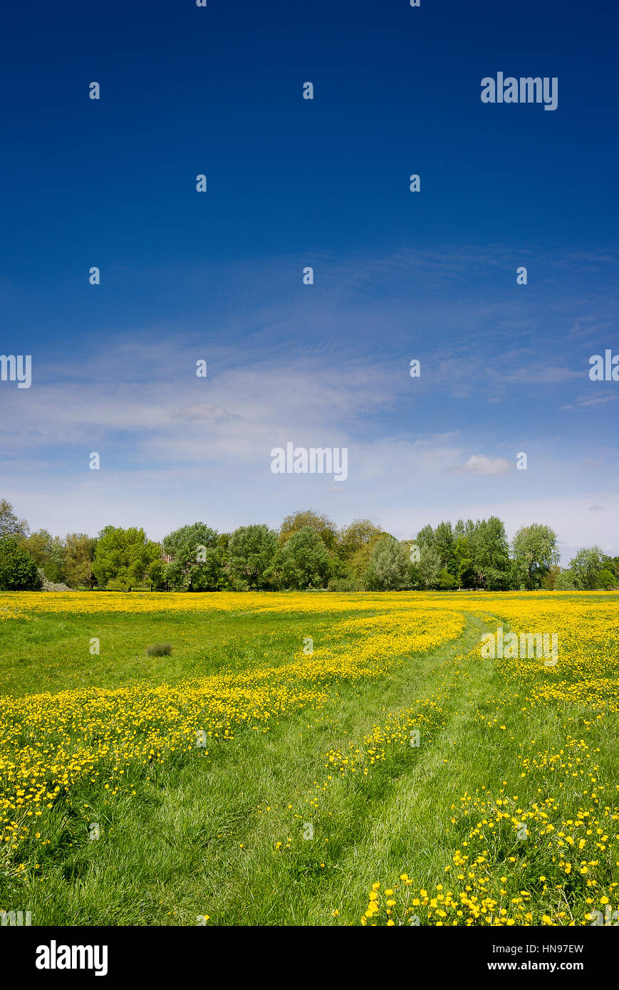 Un ranuncolo riempito di prato nel Wiltshire in primavera, REGNO UNITO Foto Stock