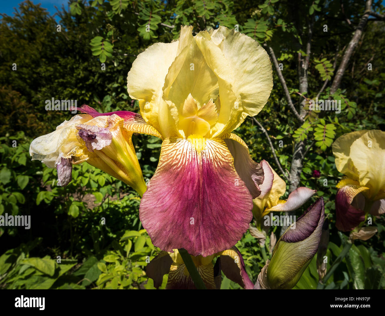 Iris germanica Shannopin in fiore in primavera UK4 Foto Stock