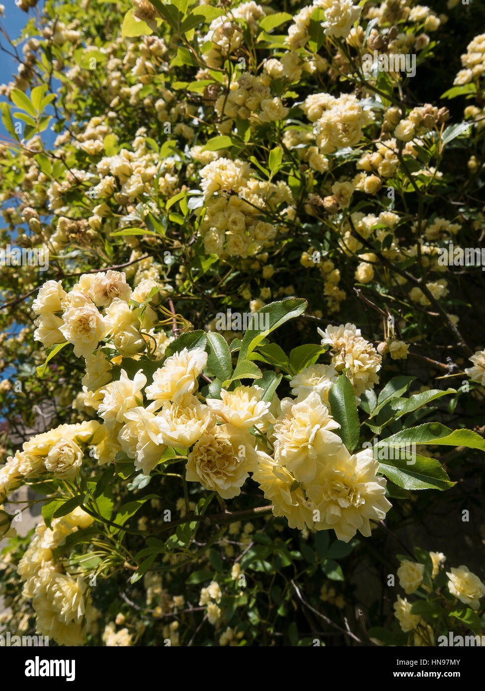 Rosa banksiae fioritura in primavera nel Regno Unito Foto Stock