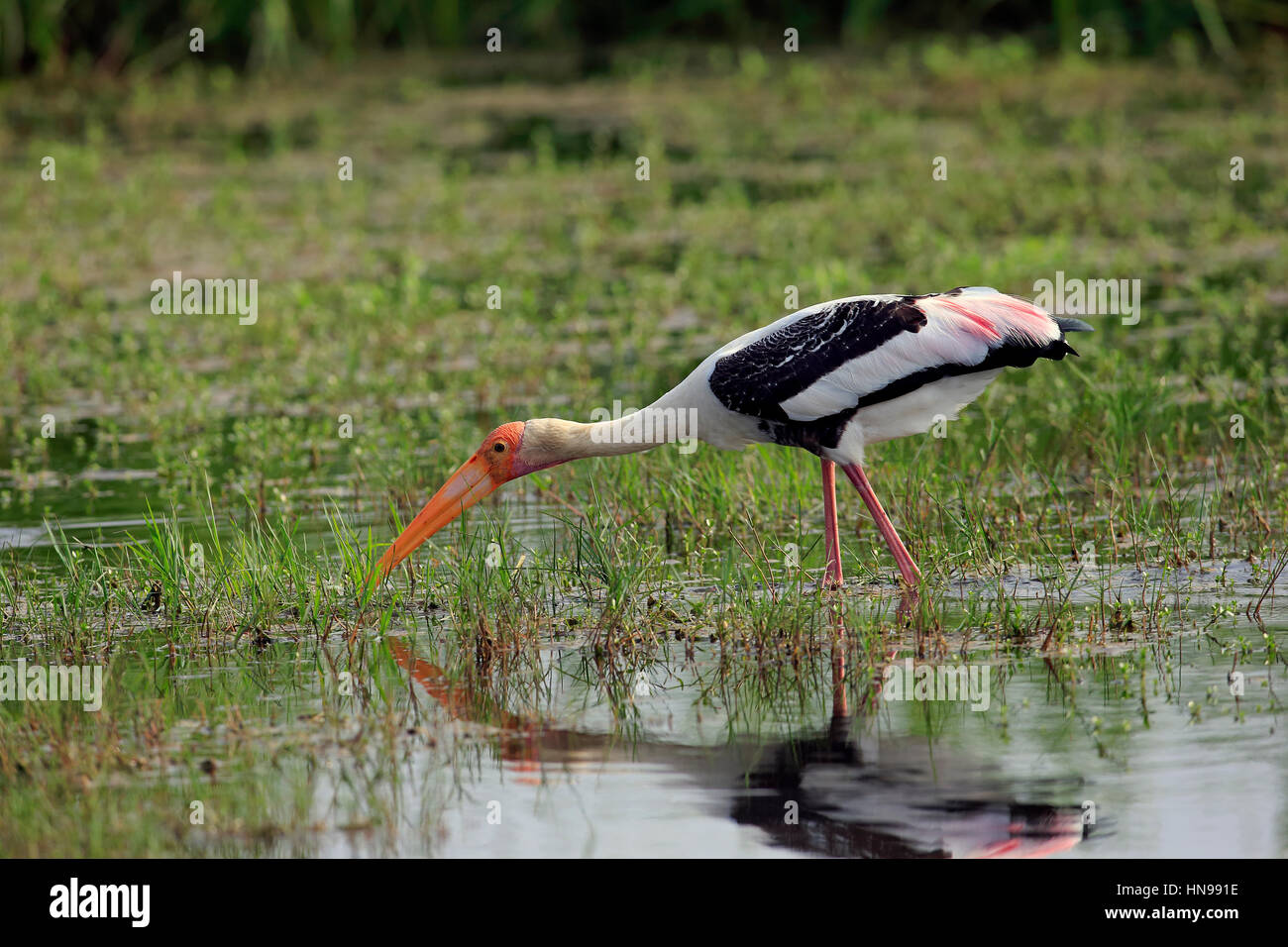 Dipinto di Stork, (Mycteria leucocephala), adulto in acqua alla ricerca di cibo, Udawalawe Nationalpark, Sri Lanka, Asia Foto Stock
