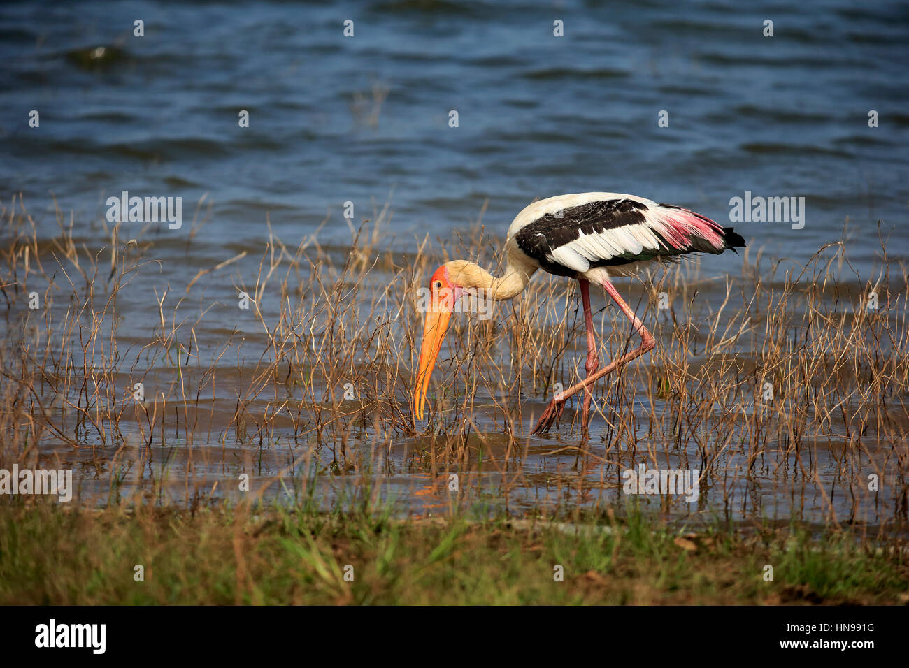 Dipinto di Stork, (Mycteria leucocephala), adulto in acqua alla ricerca di cibo, Udawalawe Nationalpark, Sri Lanka, Asia Foto Stock