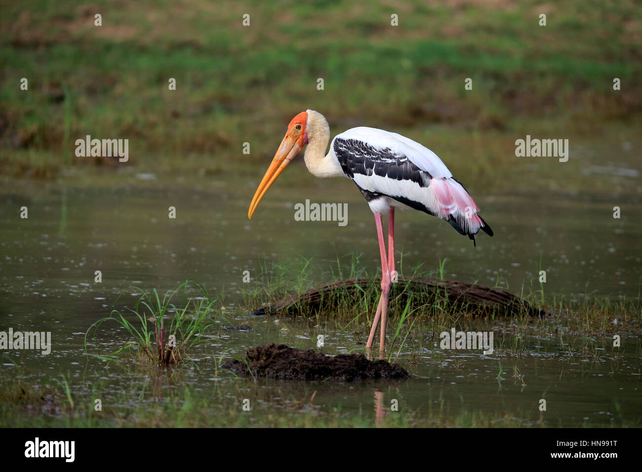 Dipinto di Stork, (Mycteria leucocephala), adulto in acqua alla ricerca di cibo, Udawalawe Nationalpark, Sri Lanka, Asia Foto Stock